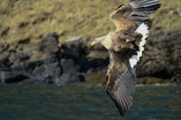 White-tailed eagle